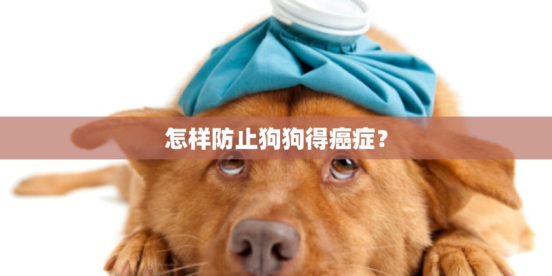 怎样防止狗狗得癌症？