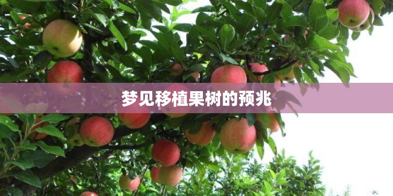 梦见移植果树的预兆