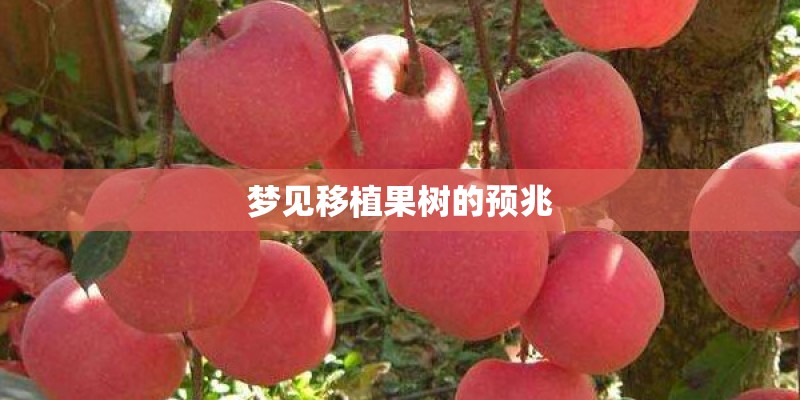 梦见移植果树的预兆