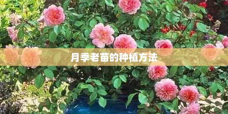 月季老苗的种植方法