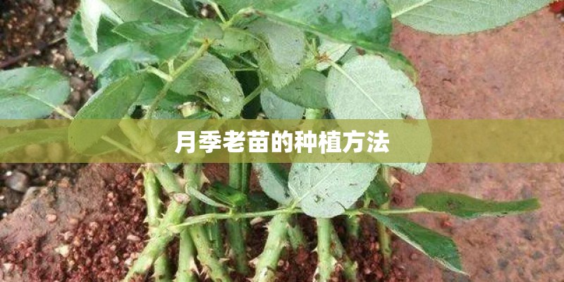 月季老苗的种植方法 月季老苗的种植方法