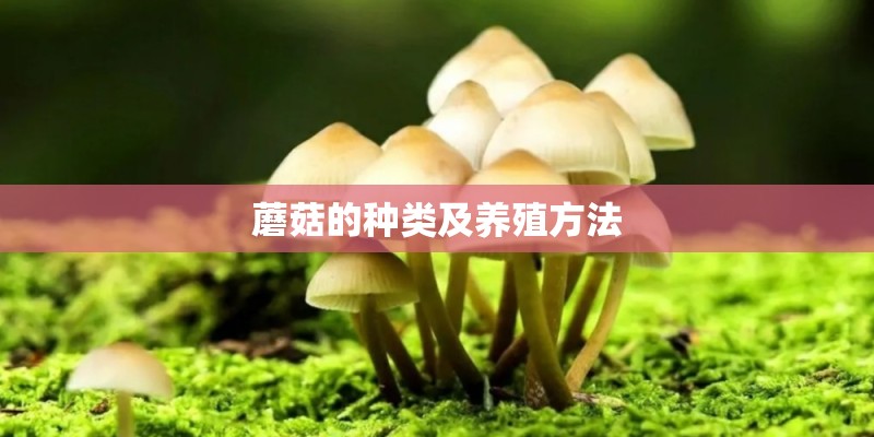 蘑菇的种类及养殖方法 蘑菇的种类及养殖方法