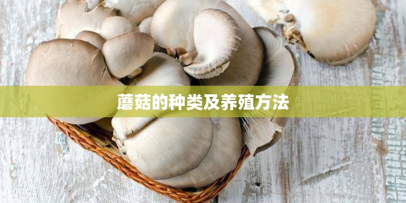 蘑菇的种类及养殖方法 蘑菇的种类及养殖方法