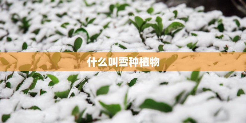 什么叫雪种植物 什么叫雪种植物
