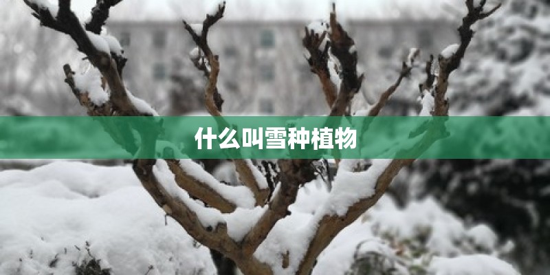 什么叫雪种植物 什么叫雪种植物