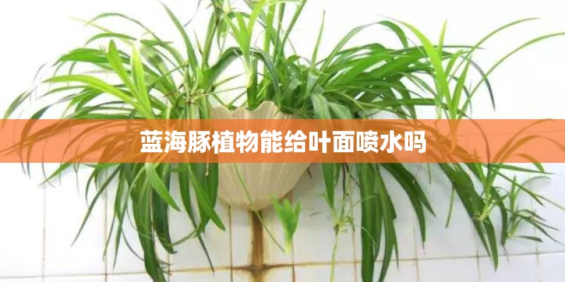 蓝海豚植物能给叶面喷水吗 蓝海豚植物能给叶面喷水吗