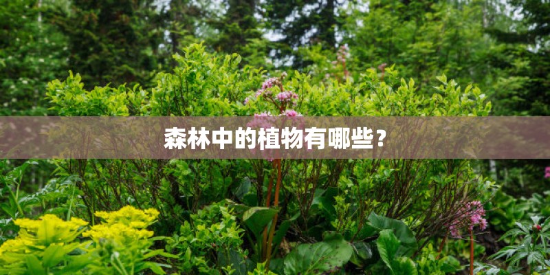 森林中的植物有哪些？