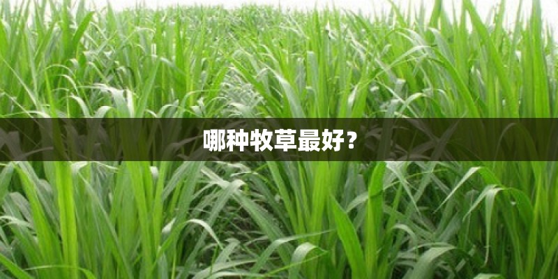 哪种牧草最好? 哪种牧草最好?
