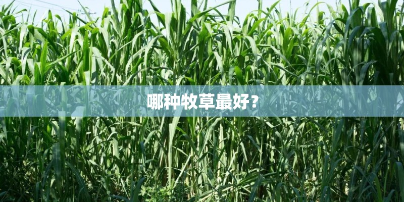 哪种牧草最好? 哪种牧草最好?