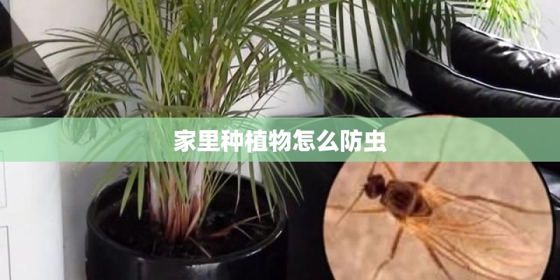 家里种植物怎么防虫 家里种植物怎么防虫