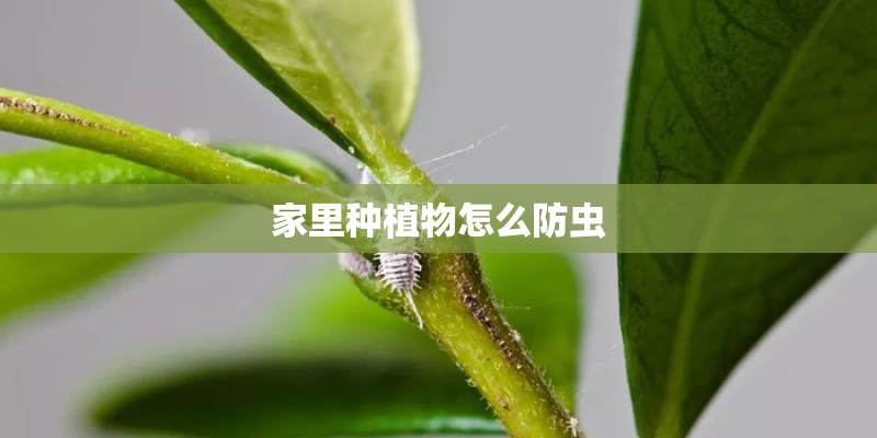 家里种植物怎么防虫 家里种植物怎么防虫