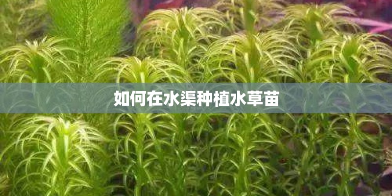 如何在水渠种植水草苗