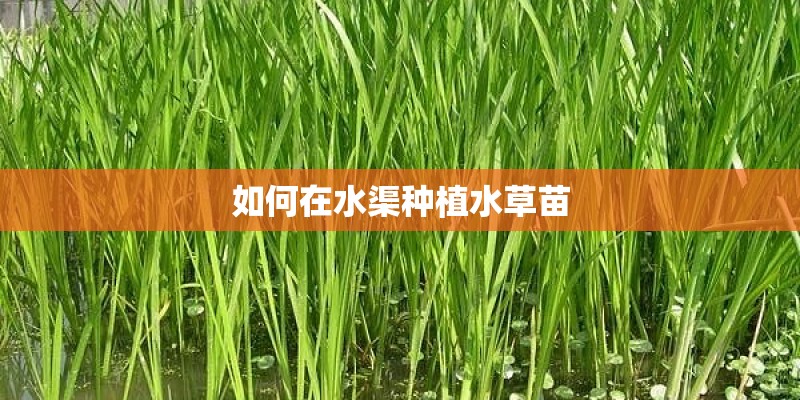 如何在水渠种植水草苗