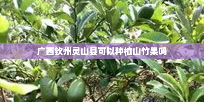 广西钦州灵山县可以种植山竹果吗