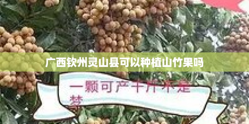 广西钦州灵山县可以种植山竹果吗