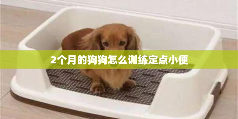 2个月的狗狗怎么训练定点小便 2个月的狗狗怎么训练定点小便