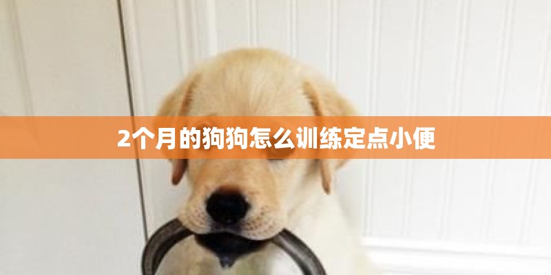2个月的狗狗怎么训练定点小便 2个月的狗狗怎么训练定点小便