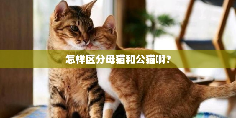 怎样区分母猫和公猫啊? 怎样区分母猫和公猫啊?