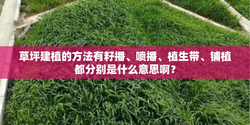 草坪建植的方法有籽播、喷播、植生带、铺植都分别是什么意思啊? 草坪建植的方法有籽播、喷播、植生带、铺植都分别是什么意思啊?