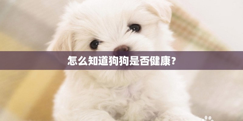 怎么知道狗狗是否健康？