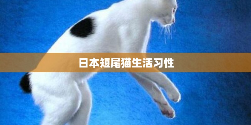 日本短尾猫生活习性