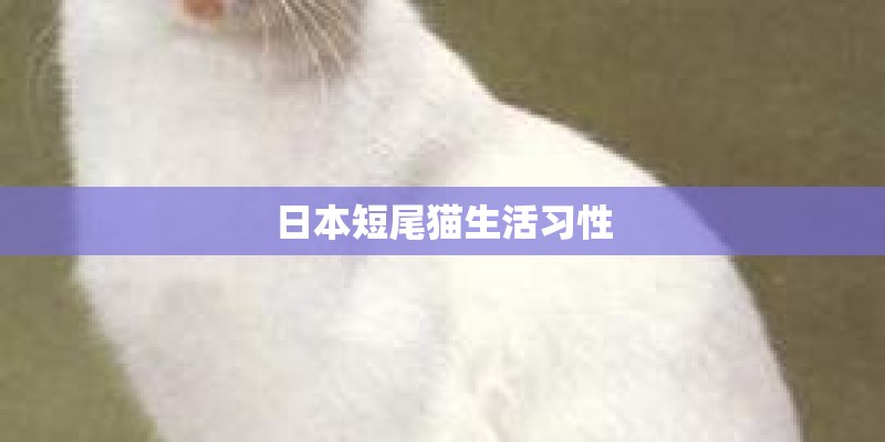 日本短尾猫生活习性