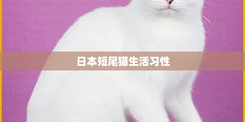日本短尾猫生活习性