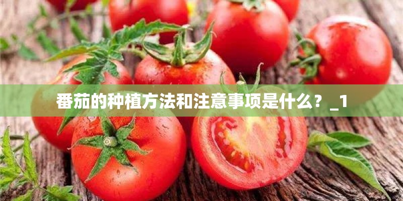 番茄的种植方法和注意事项是什么？_1