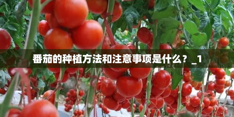 番茄的种植方法和注意事项是什么?_1 番茄的种植方法和注意事项是什么?_1