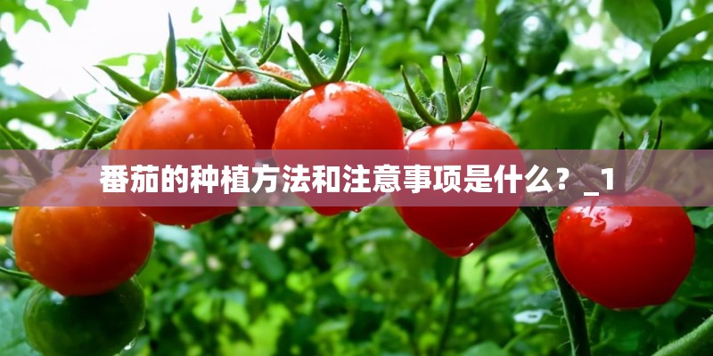 番茄的种植方法和注意事项是什么?_1 番茄的种植方法和注意事项是什么?_1