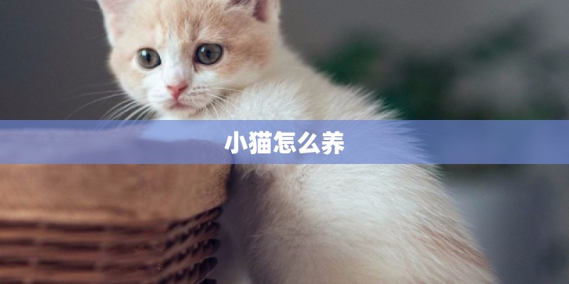 小猫怎么养