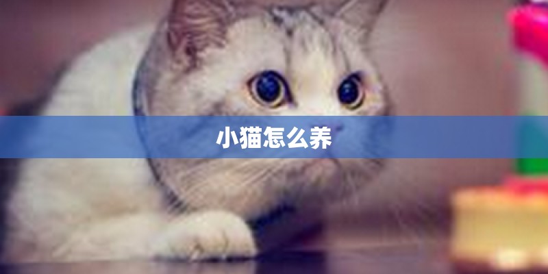 小猫怎么养