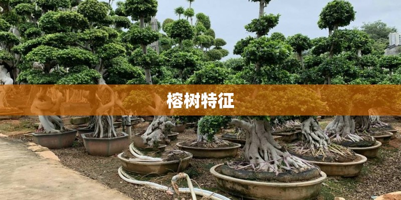 榕树特征