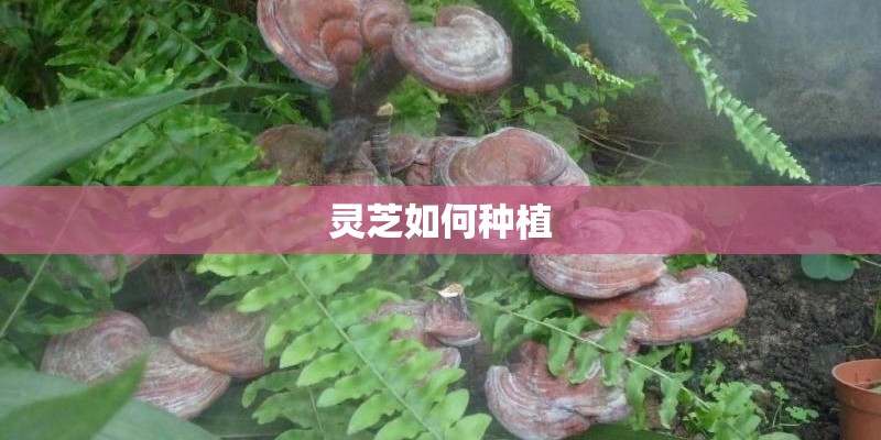 灵芝如何种植