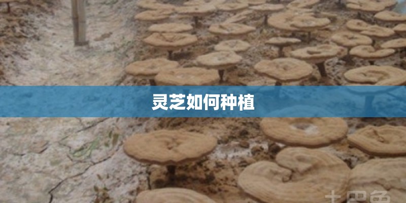 灵芝如何种植 灵芝如何种植
