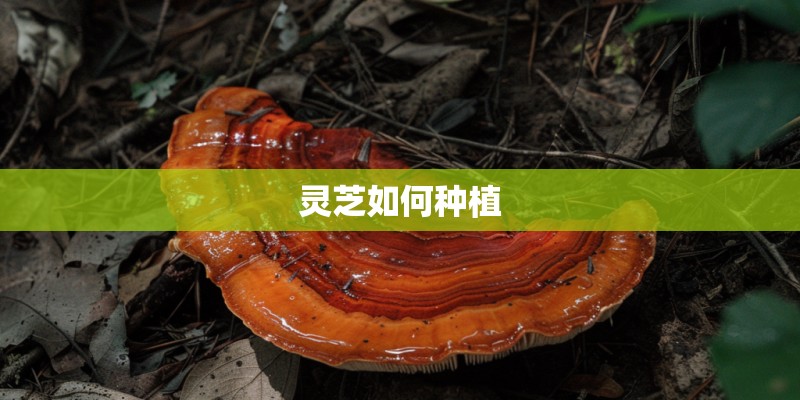 灵芝如何种植 灵芝如何种植