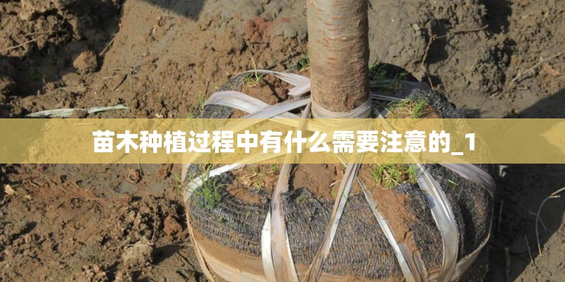 苗木种植过程中有什么需要注意的_1