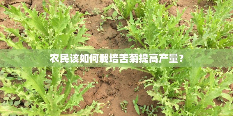 农民该如何栽培苦菊提高产量？