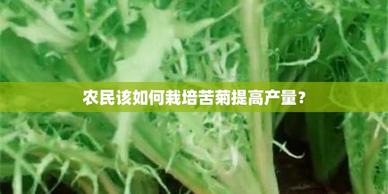 农民该如何栽培苦菊提高产量？