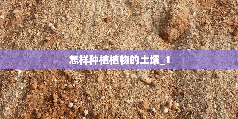 怎样种植植物的土壤_1