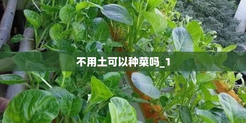 不用土可以种菜吗_1 不用土可以种菜吗_1