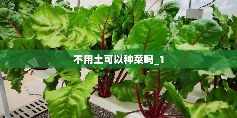 不用土可以种菜吗_1 不用土可以种菜吗_1