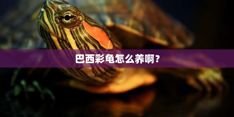 巴西彩龟怎么养啊? 巴西彩龟怎么养啊?