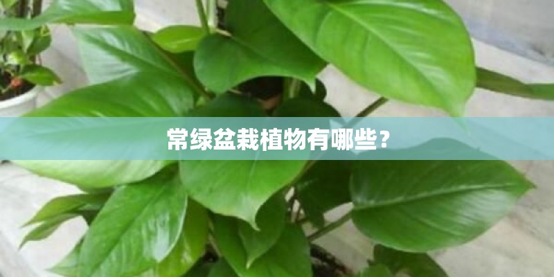 常绿盆栽植物有哪些？