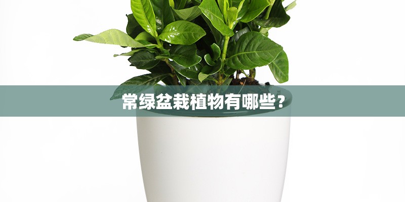 常绿盆栽植物有哪些？