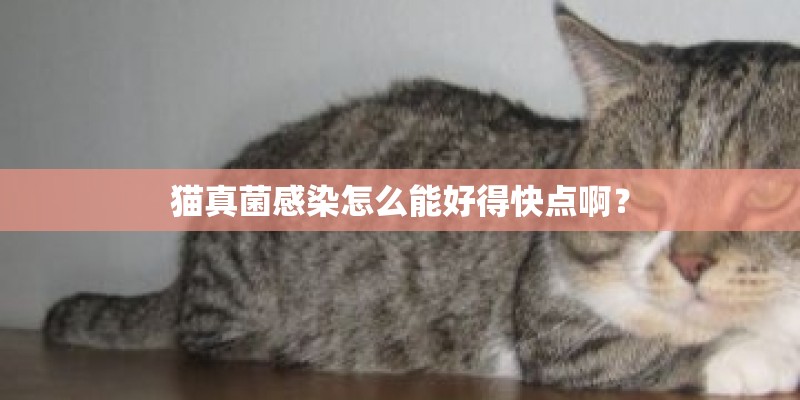 猫真菌感染怎么能好得快点啊？