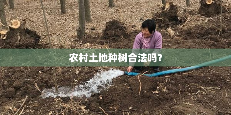 农村土地种树合法吗？
