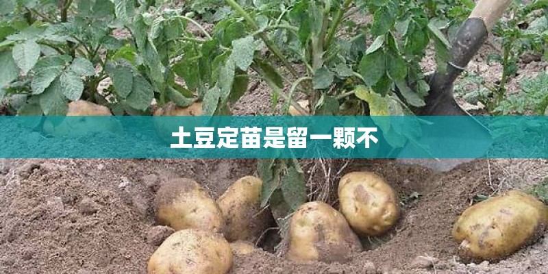 土豆定苗是留一颗不