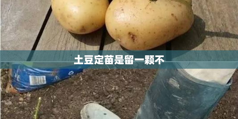 土豆定苗是留一颗不