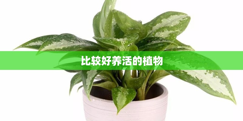 比较好养活的植物